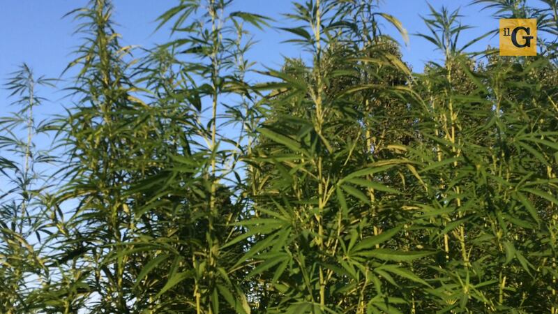 Le piantagioni di Gianluca: dalla menta cubana alla canapa tessile 6