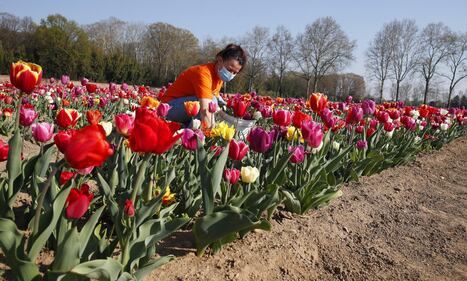 I colori del campo di tulipani di Arese 2