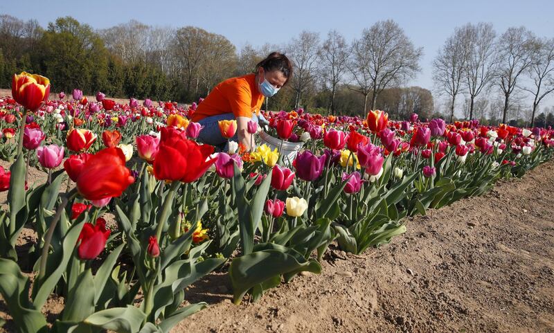 I colori del campo di tulipani di Arese 2