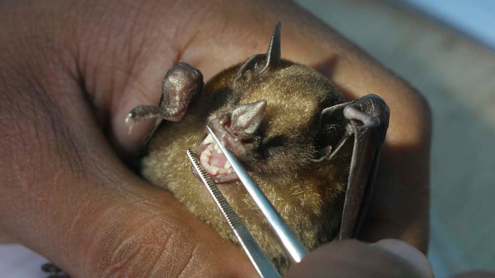 Bimba morsa dal pipistrello: scatta l'allarme in Toscana