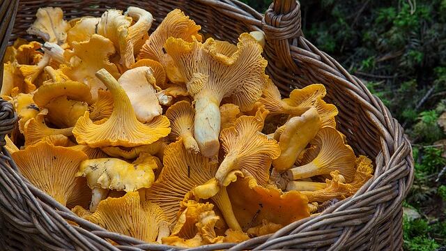 Funghi pericolosi, le 10 regole per non correre rischi