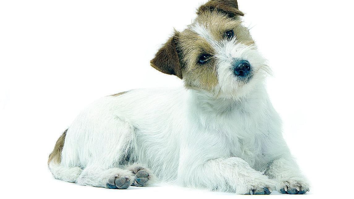 Il benessere del cane comincia dalla ciotola