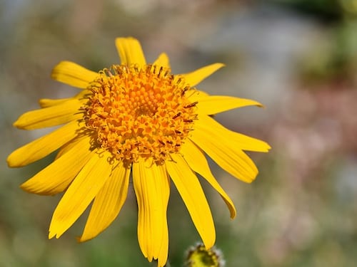 Arnica: proprietà e benefici della pianta perenne