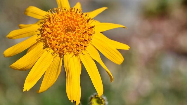 Arnica: proprietà e benefici della pianta perenne