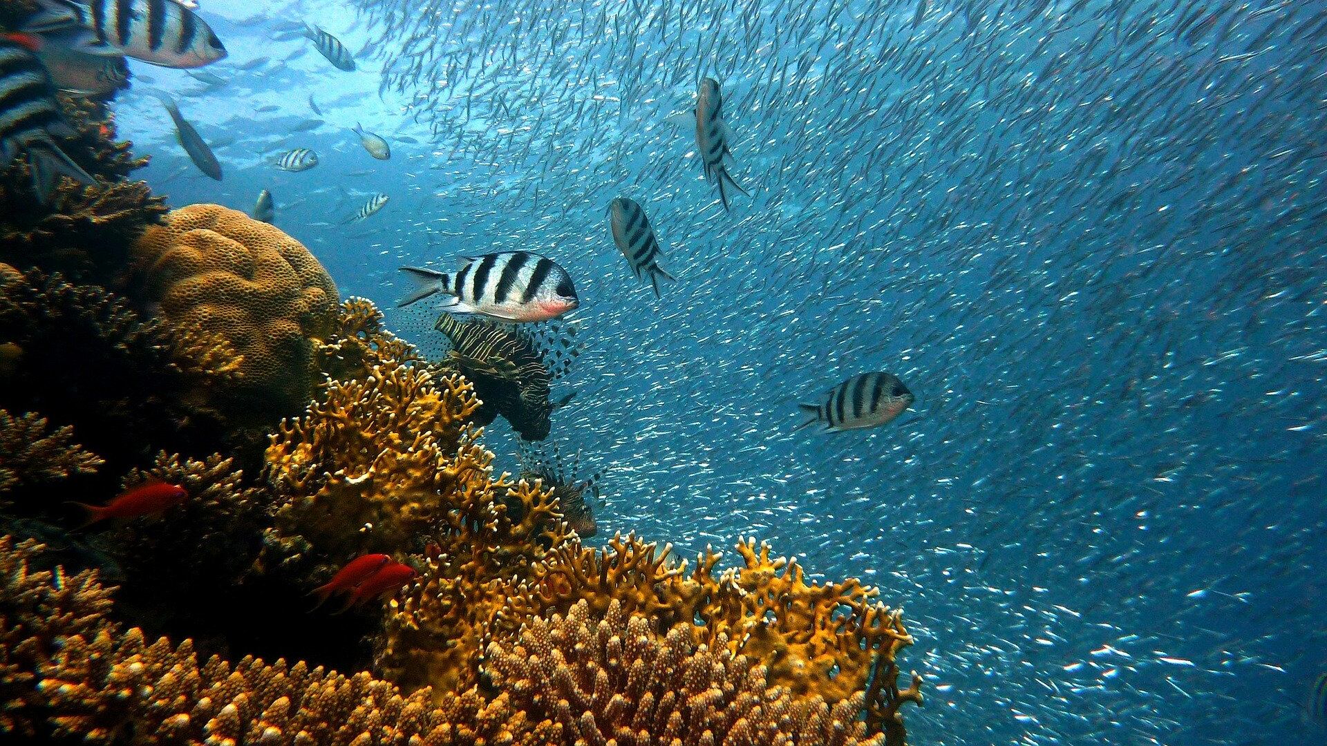 La barriera corallina potrebbe scomparire entro il 2100