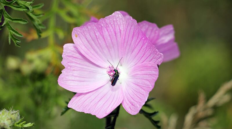 Malva