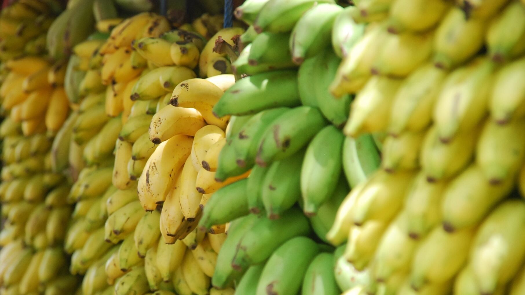 In Turchia i siriani finiscono alla gogna. È scoppiata la "guerra delle banane"