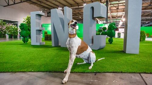 Enci Winner, in fiera il Natale con gli amici a quattro zampe