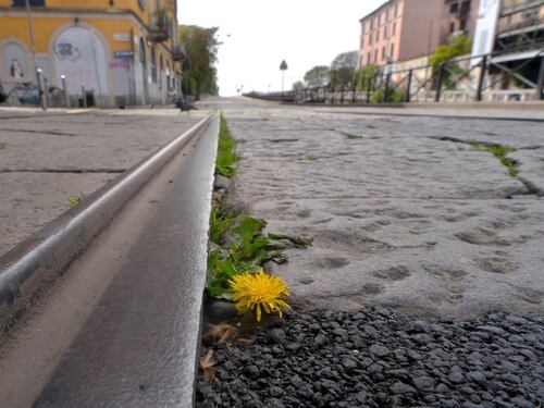 A Milano, la natura riprende i suoi spazi in città