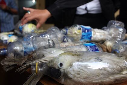 Così esportano i pappagalli dall'Indonesia 5
