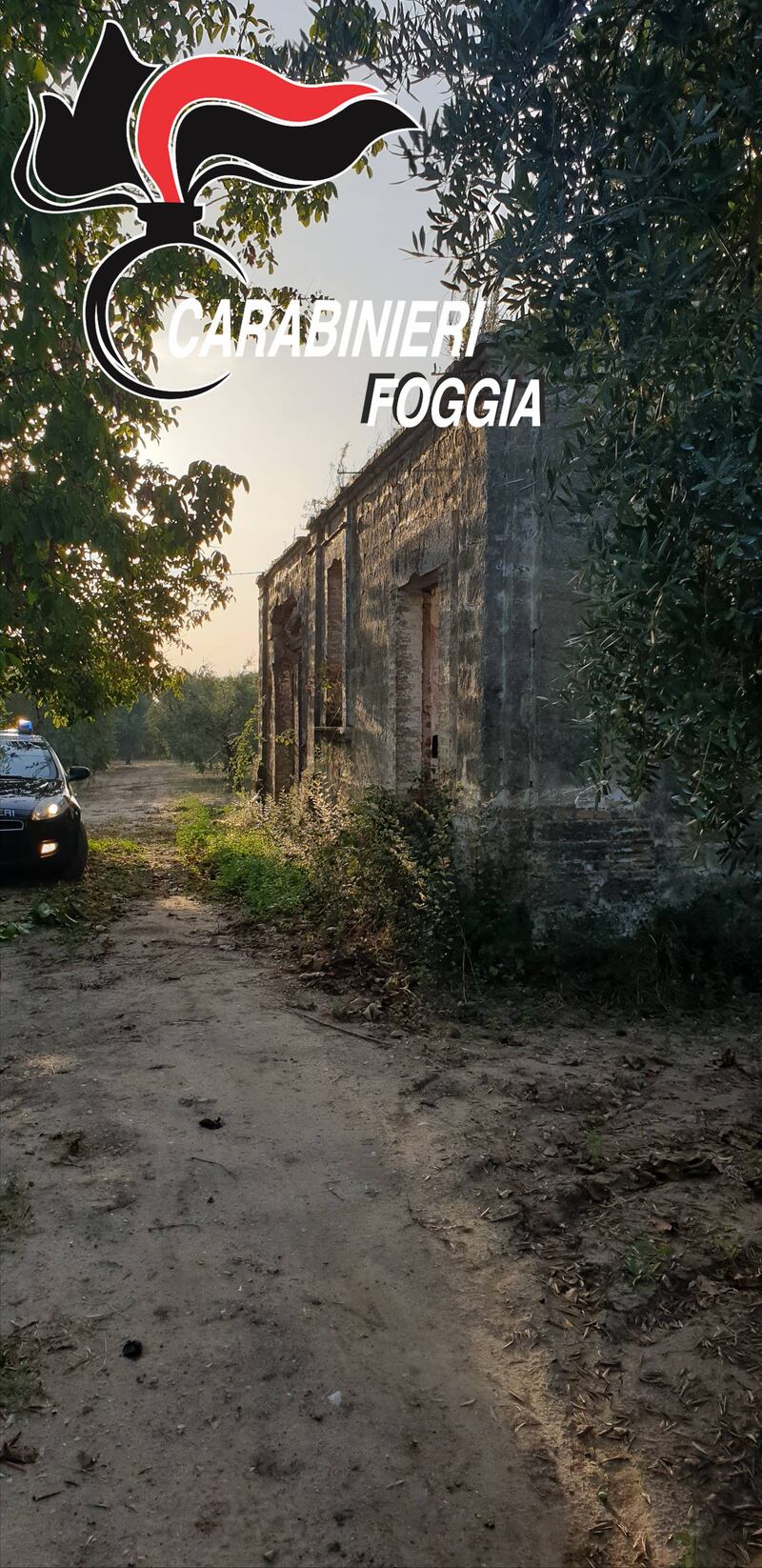 Foggia, trovati in campagna otto chili di kobret  3