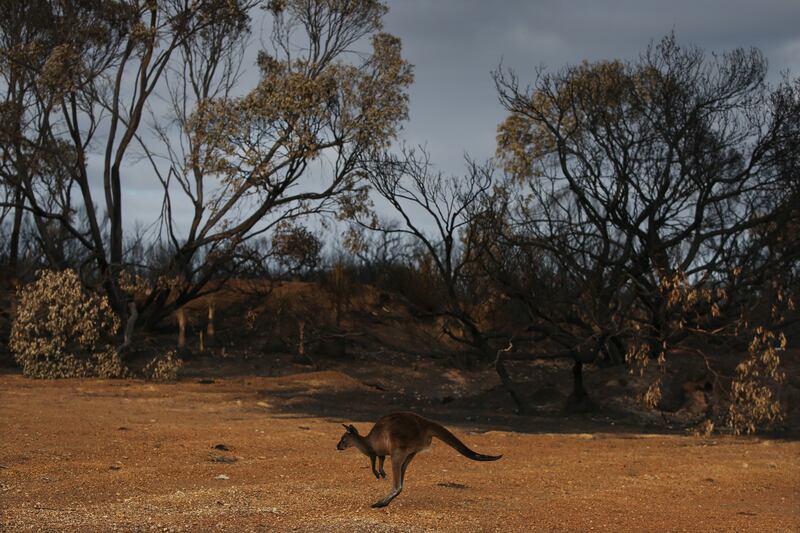 Incendi in Australia, a rischio migliaia di animali 1