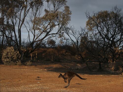Incendi in Australia, a rischio fino a cento specie