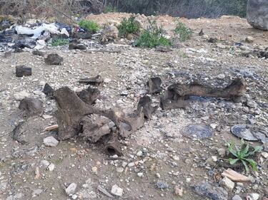 Andria, le immagini della discarica a due passi dal centro abitato 3