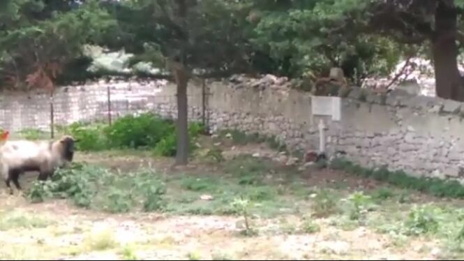 Oltraggio ai caduti: caprone pascola sulla fossa comune dei soldati italiani trucidati da Tito