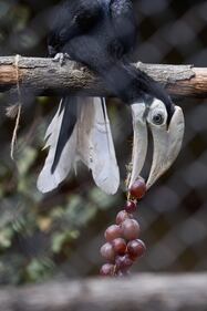 I Palaean hornbill, gli uccelli vulnerabili allevati allo zoo di Wroclaw 12