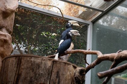 I Palaean hornbill, gli uccelli vulnerabili allevati allo zoo di Wroclaw 10