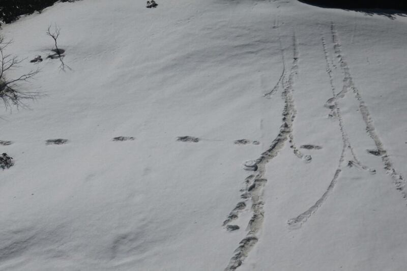 Le orme dello Yeti 1
