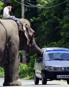 Chiedere l'elemosina...in sella a un elefante 1