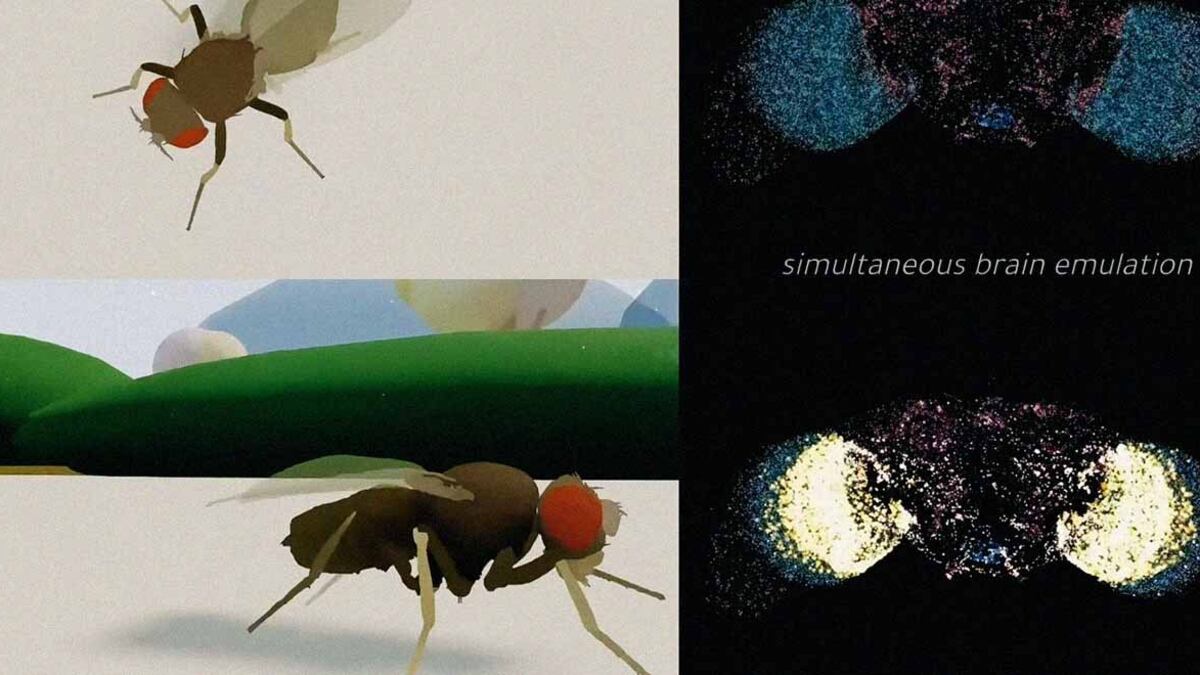 La mosca che vive in una simulazione: come nasce l’ennesima bufala virale sull’IA
