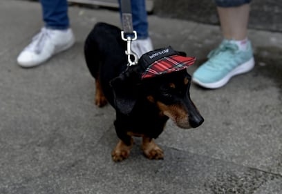 La "Sausage Walk" a Milano: sfilano i bassotti 14