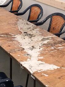 Forlì, vandalizzano il comizio di Salvini ma sbagliano posto 5