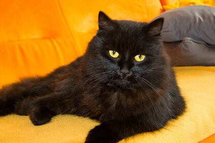 Gatto nero, foto 49