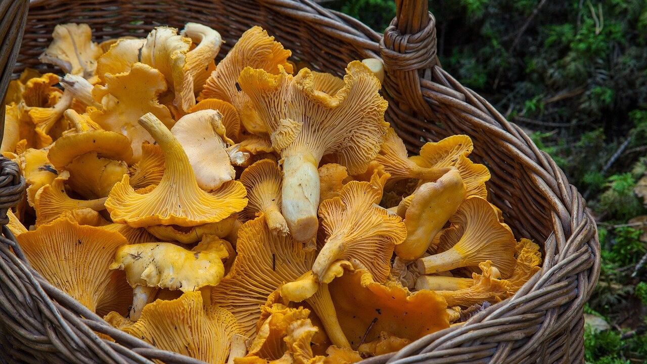 Funghi, così a tavola si combatte il rischio di cancro