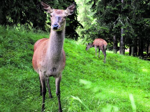 Animali selvatici, giochi e merende nel silenzio incantato degli alpeggi
