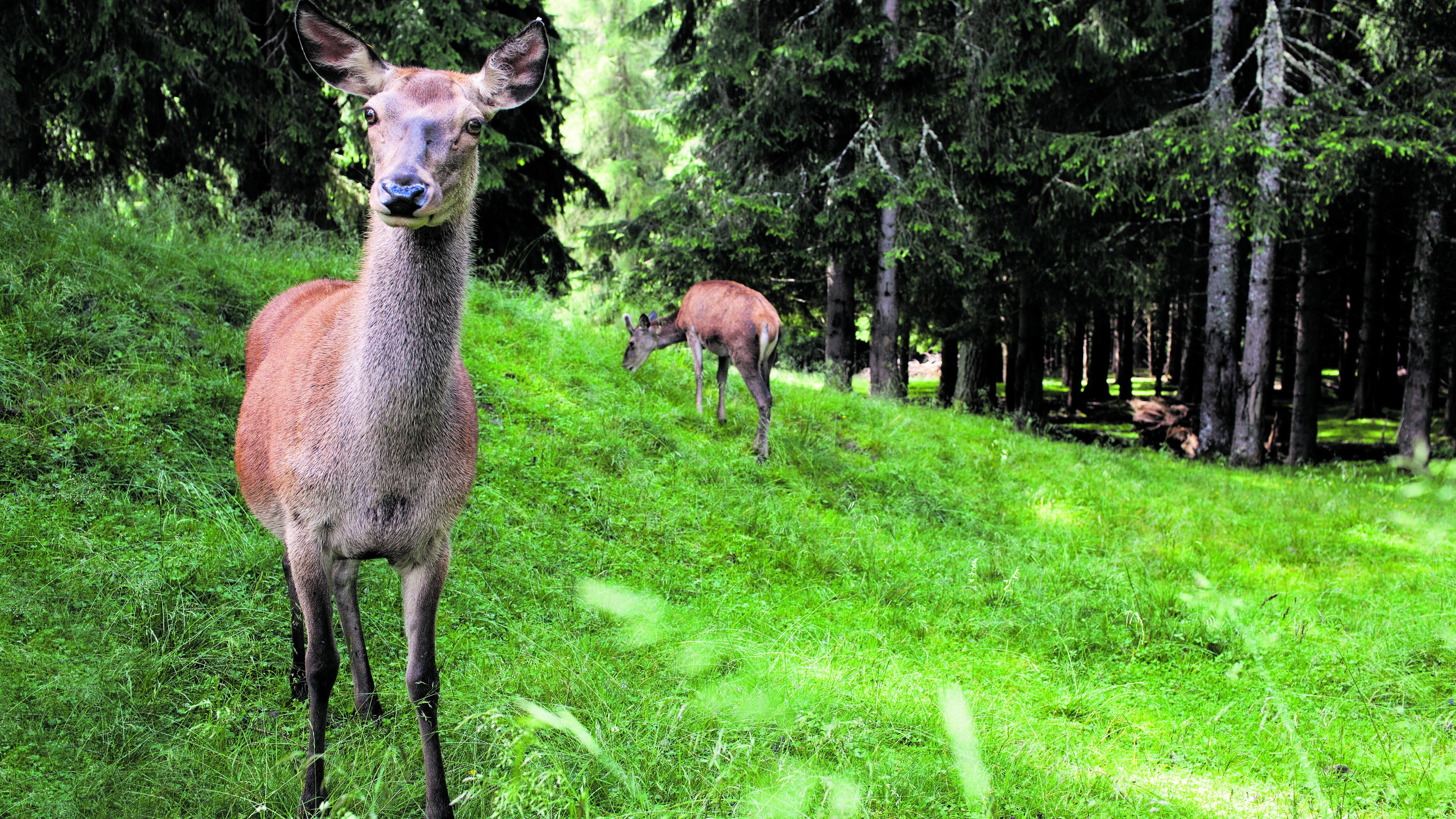 Animali selvatici, giochi e merende nel silenzio incantato degli alpeggi