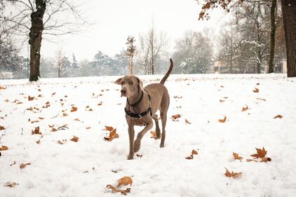 Bologna sotto la neve, le immagini 4