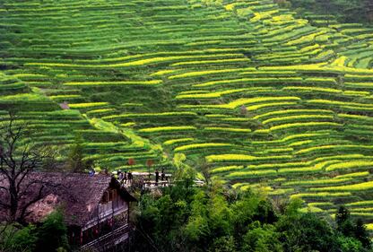 Lo spettacolo dei campi terrazzati in Cina 9