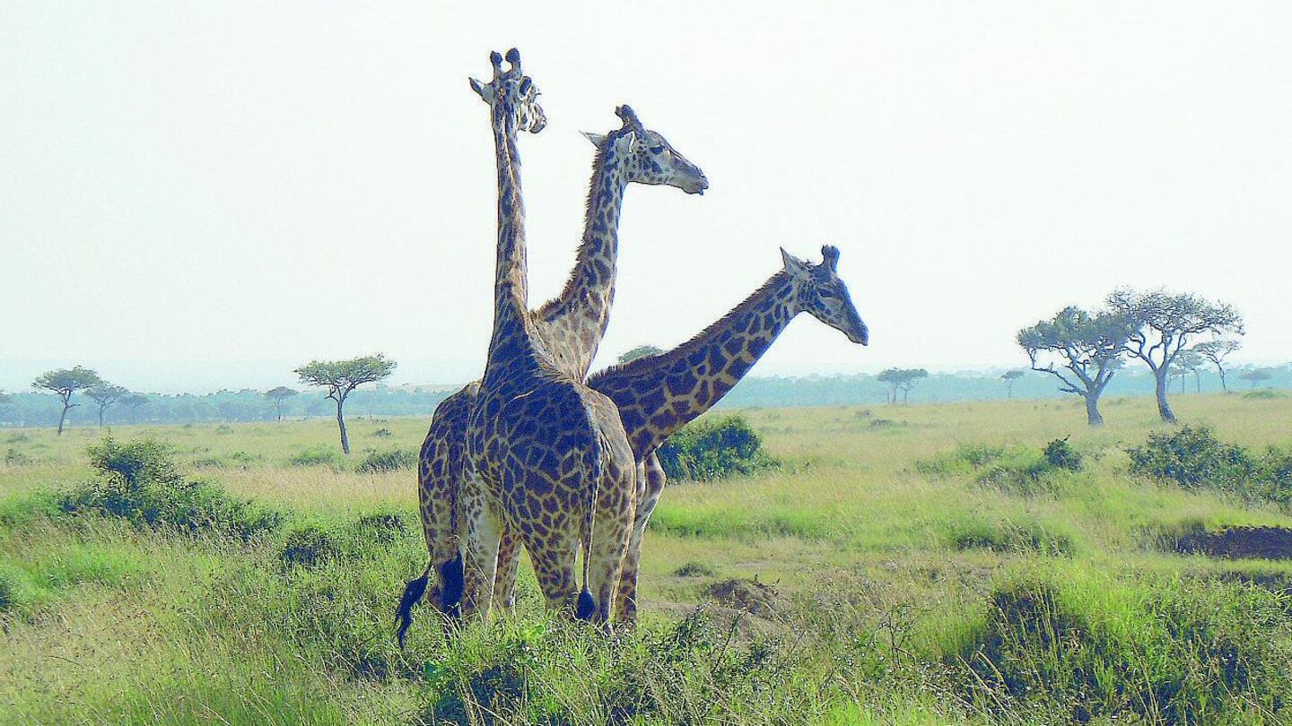 A Natale o a Capodanno tutti a festeggiare in Kenya