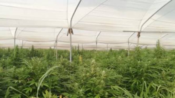 Scoperta piantagione di marijuana: vale 1 milione