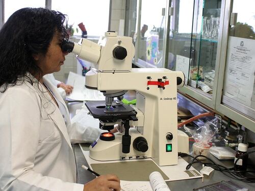 Candida auris, il Brasile lancia l'allarme