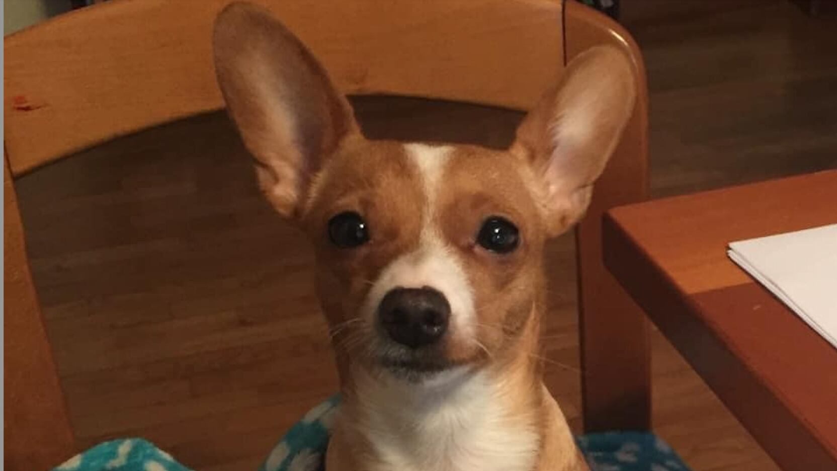 Ladri uccidono il cane e lo nascondono nella lavatrice. Choc per una famiglia di Vigevano