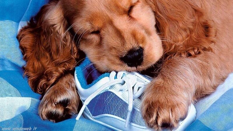 Se le storie lacrimevoli sui cani nascondono truffe