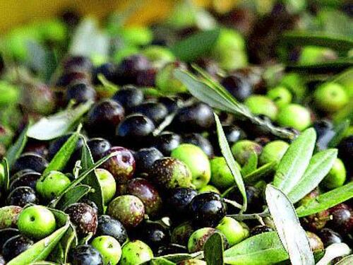 Anche l'olio toscano parlerà cinese