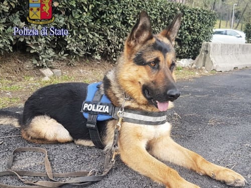 Ares, il cane randagio diventa poliziotto