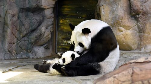 Tre piccoli panda dello Zoo di Guangzhou 4