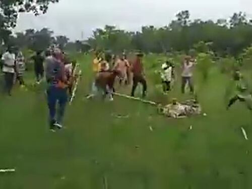 India, folla uccide una tigre a bastonate in una riserva