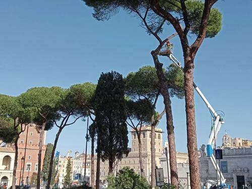 Sgarbi: "Il Comune devasta Roma...". La polemica sui pini abbattuti
