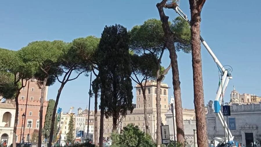 Sgarbi: "Il Comune devasta Roma...". La polemica sui pini abbattuti