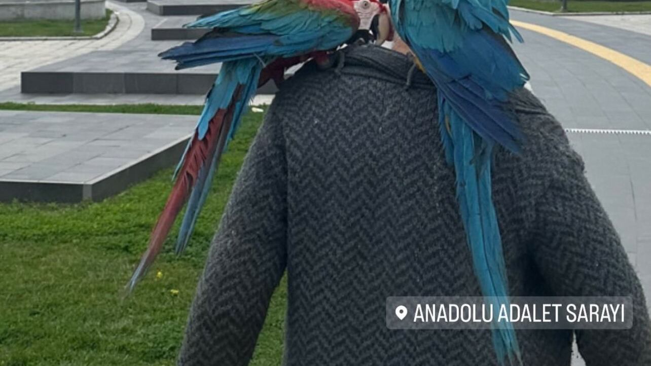 "Non c'è, vieni". I pappagalli chiamati a testimoniare nel processo per divorzio