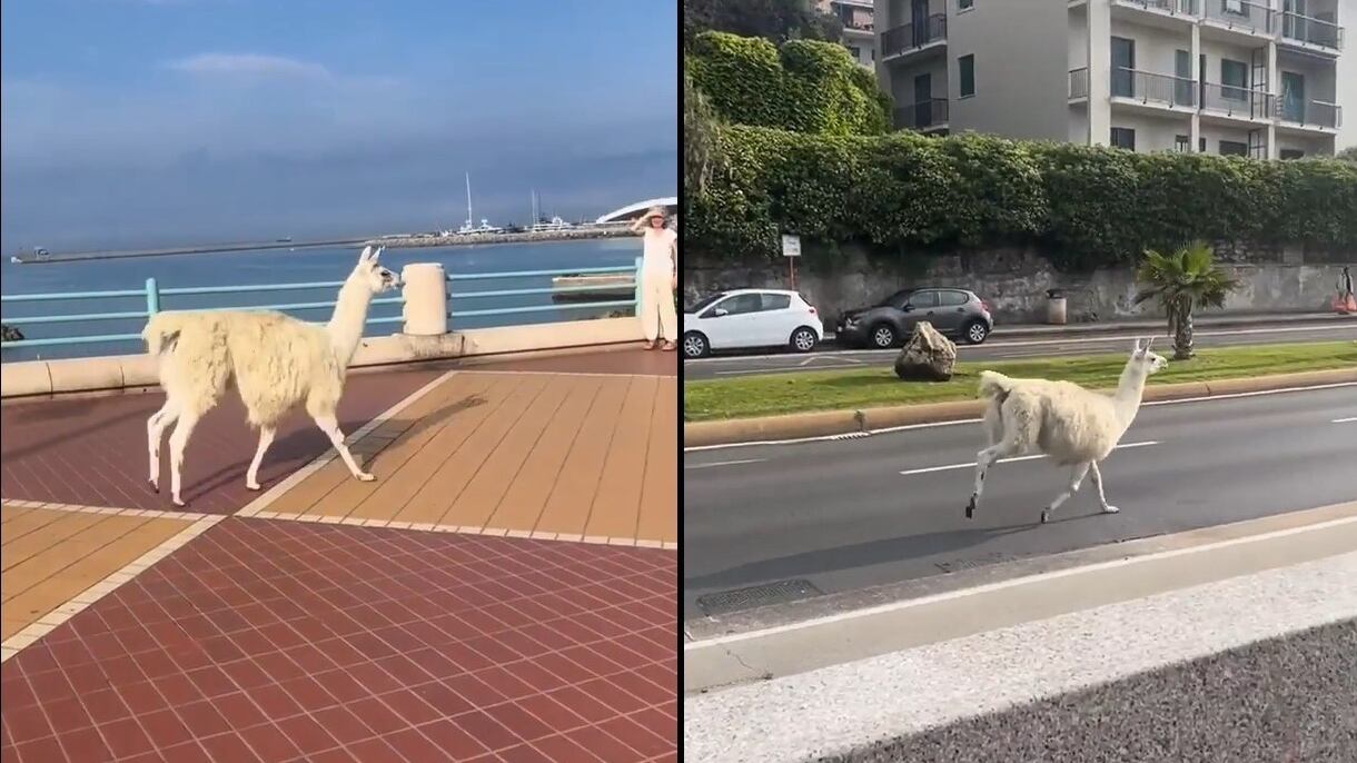 Lama in fuga dal circo per le vie di Genova: lo trovano sul lungomare