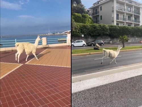 Lama in fuga dal circo per le vie di Genova: lo trovano sul lungomare
