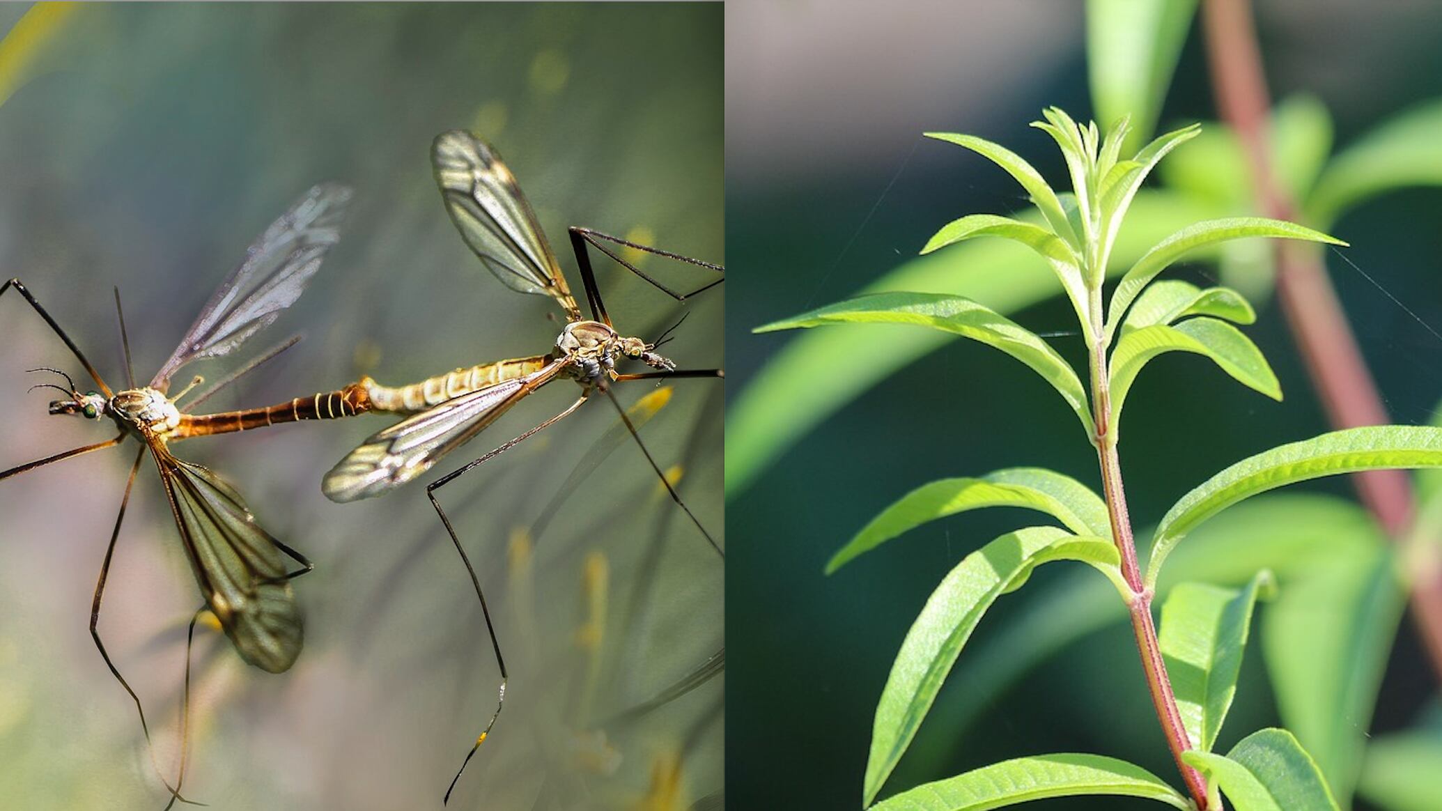 Zanzare, ecco le piante che respingono gli insetti: dalla menta alla lavanda fino all'asperula
