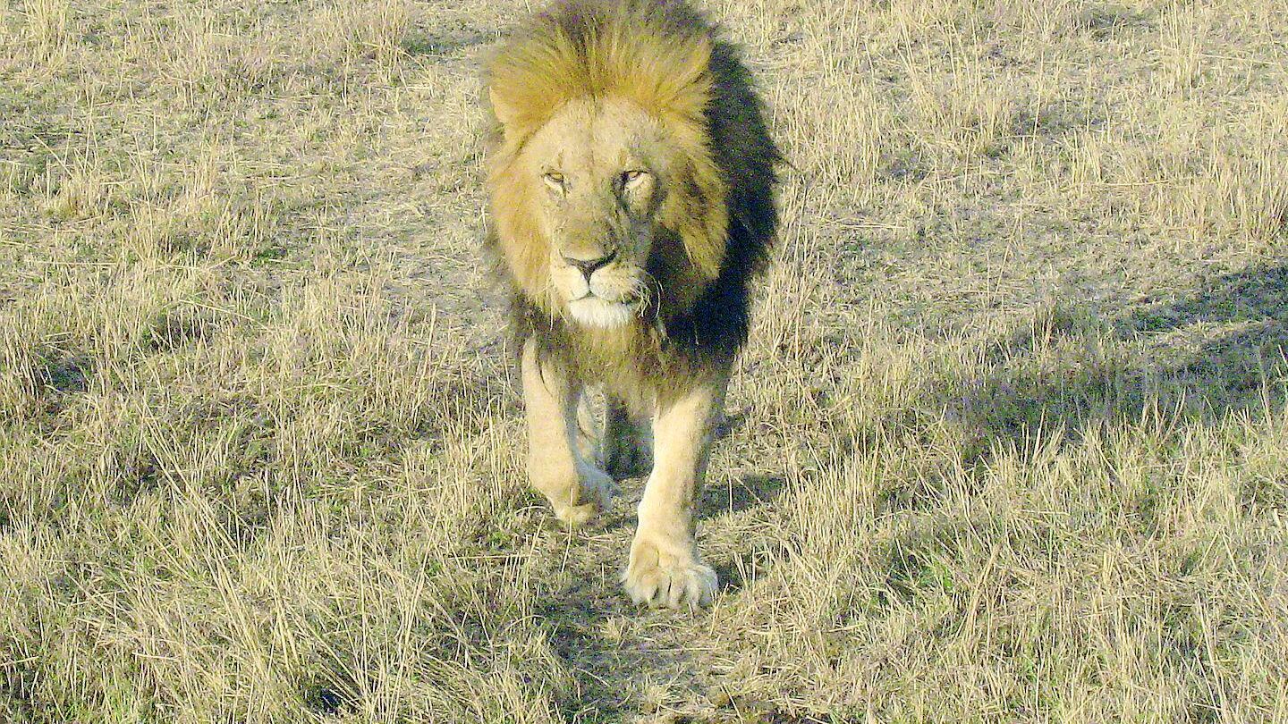 Il leone che spunta dalla savana, vero premio del safari in Kenya