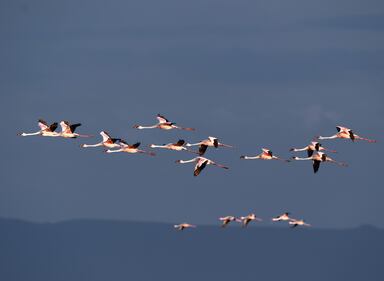 La magia dei fenicotteri rosa in Kenya 12