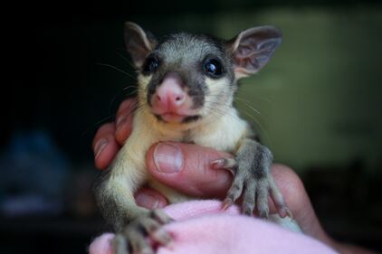 Incendi in Australia, a rischio migliaia di animali 5